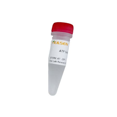 ATP reagent - 10129ES series - Yeasen Biotechnology (Shanghai) Co., Ltd - solution / in vitro transcription / RNA Synthesis
