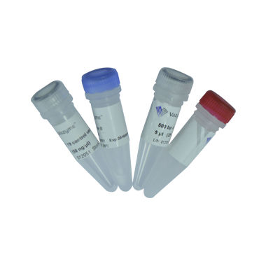 Enzyme reagent kit - C112 - Vazyme Medical Co.,Ltd - for PCR