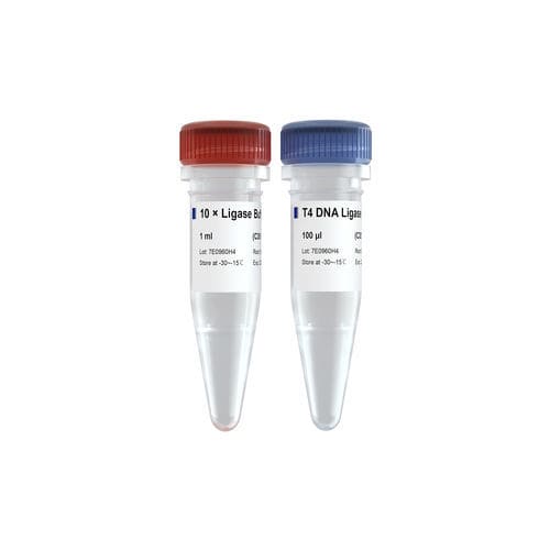 DNA ligase reagent - C301 - Vazyme - for PCR / quality control / phosphate