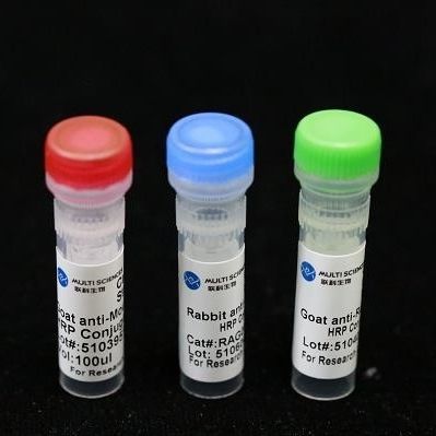 Monoclonal antibody - BAB1726 - MULTI SCIENCES(LIANKE) BIOTECH, CO.,LTD. - preservative / collagen / for research