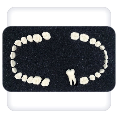 Jaw anatomical model - Leonardo - SATC solution - teeth / dental / dental care