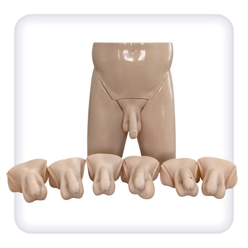 Testicular examination simulator - M1098 - SATC solution - for urological care / anatomy / male