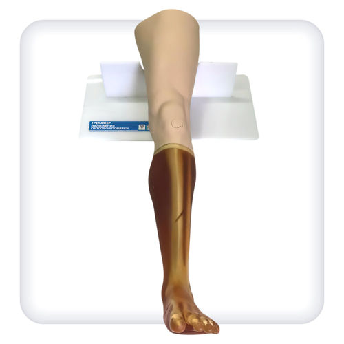 Bone model - M1130 - SATC solution - skeleton / foot / joint