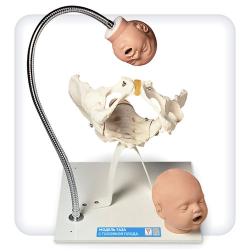 Pelvis model - M1112 - SATC solution - head / obstetrical/gynecological / pregnancy