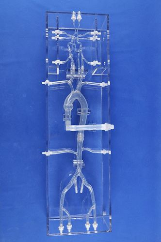 Blood vessels vascular model - SJK001D - Trando 3D Medical Technology - artery / femoral artery / cerebral