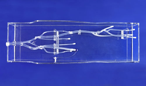 Artery model - XZK003D - Trando 3D Medical Technology - femoral artery / vein / lower limb