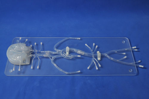 intracranial anatomical model - Trando 3D Medical Technology