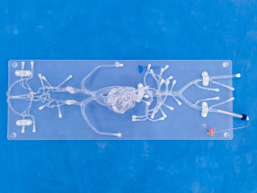 Angiography vascular model - QS002D - Trando 3D Medical Technology - blood vessels / artery / femoral artery