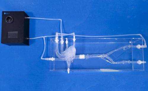 Heart vascular model - XXS019 - Trando 3D Medical Technology - joint / blood vessels / artery