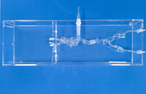 Cardiac vascular model - XXD027 - Trando 3D Medical Technology - leg / blood vessels / artery
