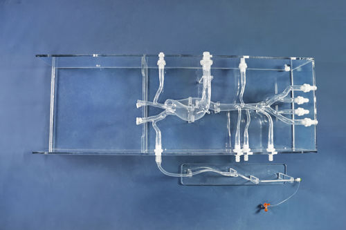 Cardiac vascular model - XXD025 - Trando 3D Medical Technology - blood vessels / artery / femoral artery