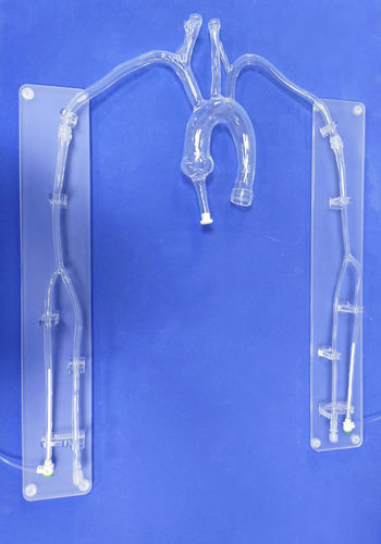 Heart model - XX001D1 - Trando 3D Medical Technology - thoracic / for mini-invasive surgery / training
