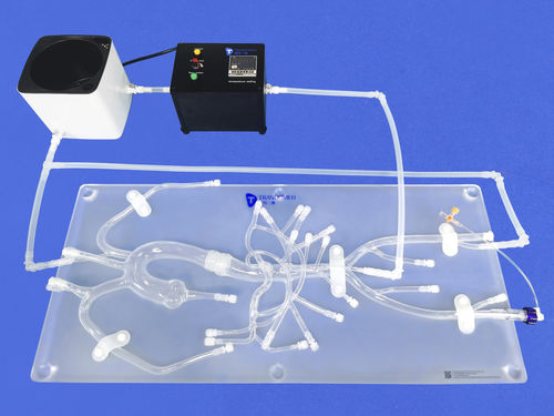 abdominal model - Trando 3D Medical Technology