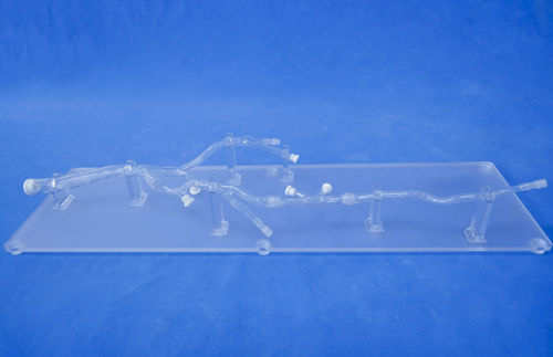 Lower limb model - XXD002 - Trando 3D Medical Technology - for mini-invasive surgery / training / transparent