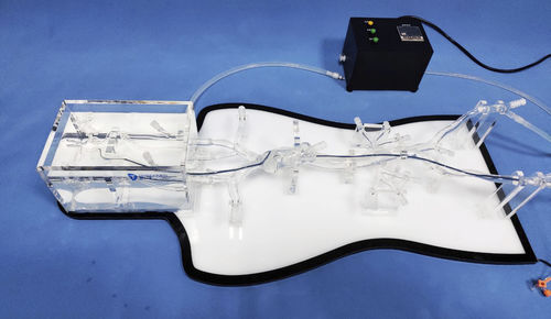 Whole body anatomical model - NMVS-EDU021 - Trando 3D Medical Technology - for mini-invasive surgery / for neurology / training