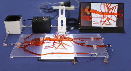 Abdominal model - AIT010D - Trando 3D Medical Technology - for mini-invasive surgery / training / transparent