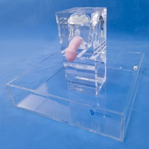 Kidney model - MN-02-06 - Trando 3D Medical Technology - bladder / ureter / male genital organ