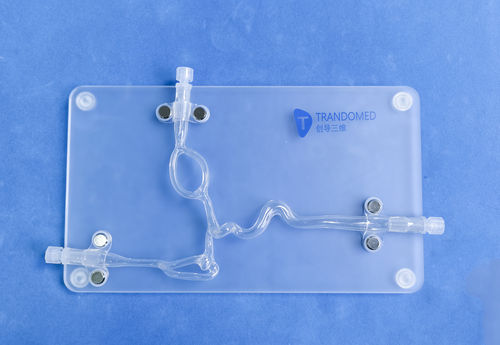 Blood vessels vascular model - SDL004-2 - Trando 3D Medical Technology - cerebral / intracranial / vascular surgery
