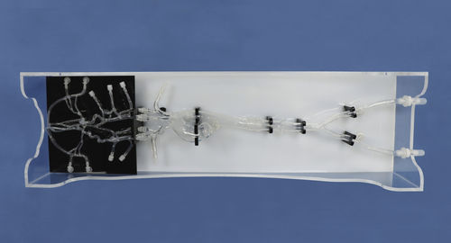 Intracranial anatomical model - XXS008-1 - Trando 3D Medical Technology - whole body / for mini-invasive surgery / training