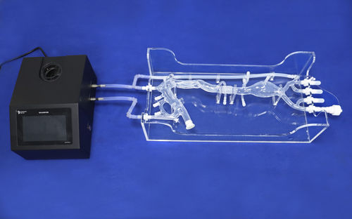 blood vessels vascular model - Trando 3D Medical Technology