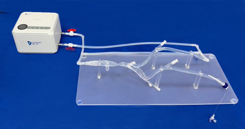 Lower limb model - XZJ004 - Trando 3D Medical Technology - blood vessels / vascular surgery / training