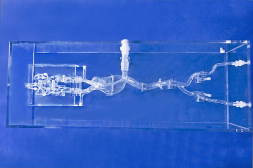Blood vessels vascular model - SJX006-1 - Trando 3D Medical Technology - for mini-invasive surgery / training / transparent