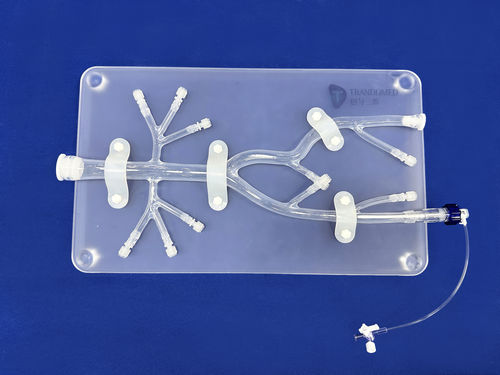 Femoral artery vascular model - FBD025 - Trando 3D Medical Technology - blood vessels / abdominal / training