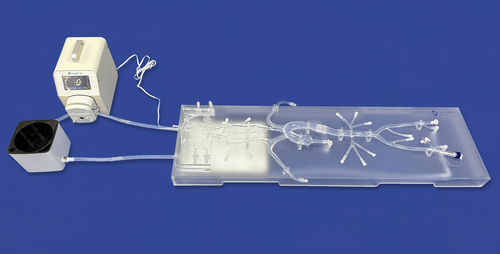 Nerve vascular model - SJ001D-013 - Trando 3D Medical Technology - coronary arteries / abdominal aorta / for neurology