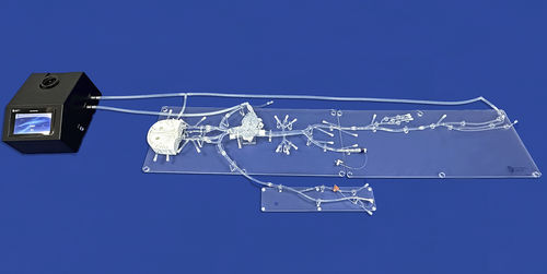 Heart vascular model - FA009D - Trando 3D Medical Technology - abdominal / femoral artery / carotid artery