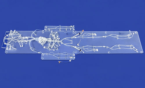 Heart vascular model - FA010D - Trando 3D Medical Technology - abdominal / femoral artery / carotid artery