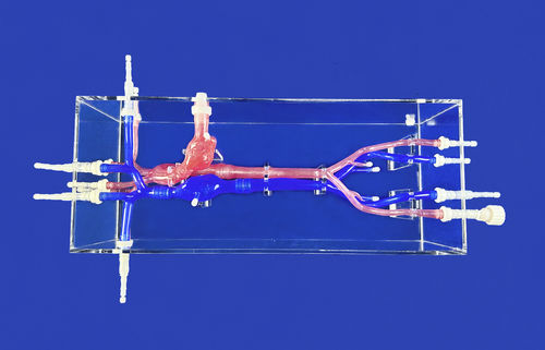 Heart vascular model - XXK001DJ-02 - Trando 3D Medical Technology - femoral artery / carotid artery / blood vessels