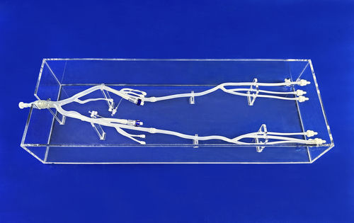 Lower limb vascular model - XZD006 - Trando 3D Medical Technology - femoral artery / blood vessels / iliac artery