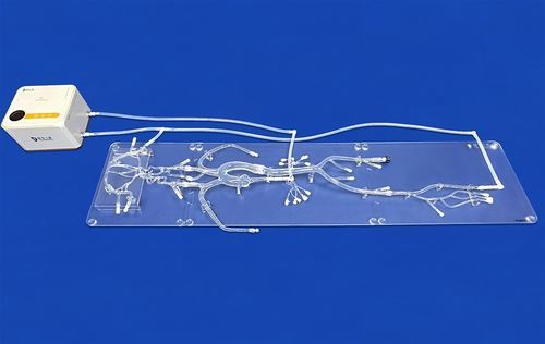 Whole body vascular model - FAX003D - Trando 3D Medical Technology - blood vessels / artery / arterial system