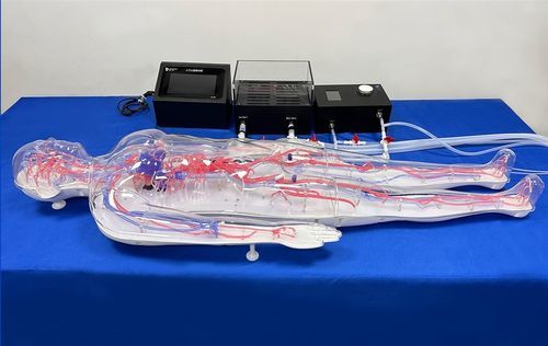 Whole body vascular model - FAX004D - Trando 3D Medical Technology - artery / blood vessels / circulatory system