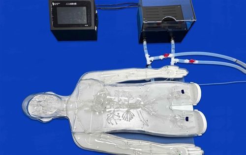 Whole body vascular model - FAX008D - Trando 3D Medical Technology - artery / arterial system / blood vessels