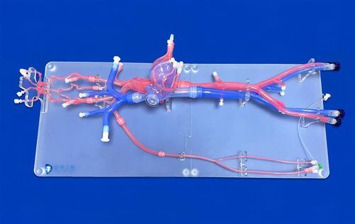 Vein vascular model - FAX013D - Trando 3D Medical Technology - arterial system / circulatory system / blood vessels