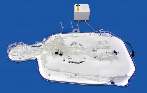 Whole body vascular model - FAX008D - Trando 3D Medical Technology - artery / arterial system / blood vessels