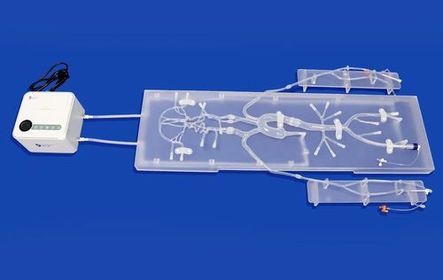 carotid artery vascular model - Trando 3D Medical Technology