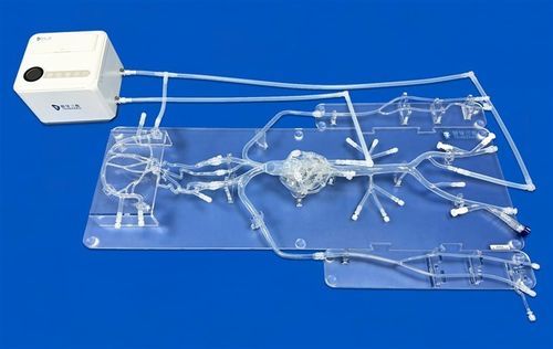 Circulus arteriosus Willisii vascular model - QS001D-01 - Trando 3D Medical Technology - middle cerebral artery / femoral artery / intracranial artery
