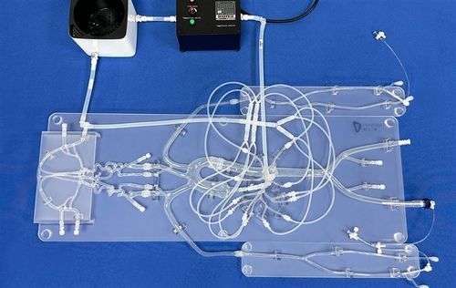 Nervous system vascular model - SJZ001D - Trando 3D Medical Technology - vein / blood vessels / intracranial