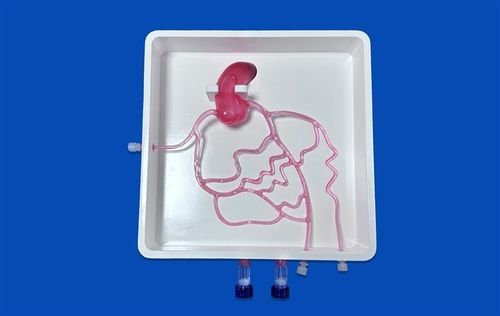 Coronary arteries vascular model - XXD005 - Trando 3D Medical Technology - femoral artery / for angiography / for femoral catheterization