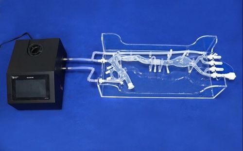 Femoral artery vascular model - Trando 3D Medical Technology - carotid artery / thoracic aorta / iliac artery