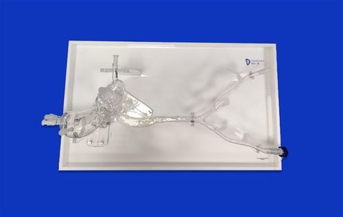 Iliac artery vascular model - Aorta Model ™ - Trando 3D Medical Technology - femoral artery / heart / abdominal aorta