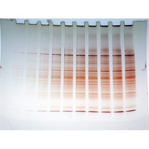Staining solution reagent kit - FASTsilver™ - G-BIOSCIENCES - for scientific research / protein / for DNA