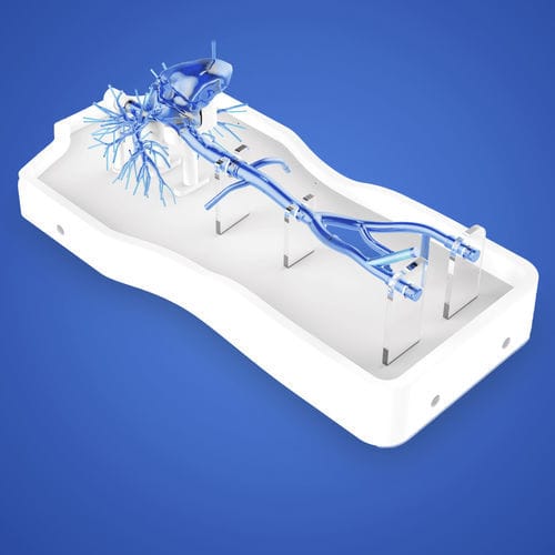 Intracranial anatomical model - PLXG1017 - Shanghai Preclinic Medtech - artery / pulmonary artery / vena cava