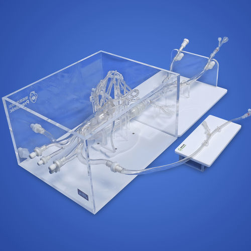 Heart vascular model - PLXZXG003 C - Shanghai Preclinic Medtech - abdominal / thoracic / upper limb