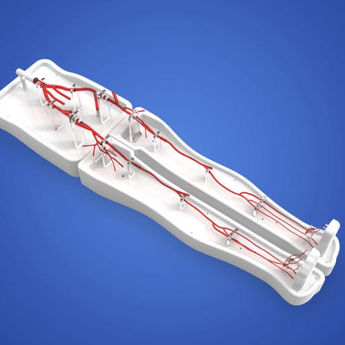 Lower limb vascular model - PLWZXG003 - Shanghai Preclinic Medtech - artery / femoral artery / vascular surgery
