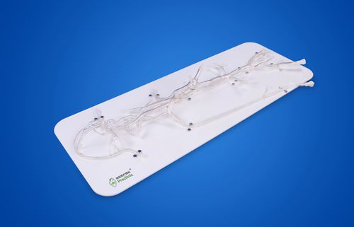 Renal vascular model - PLXG1002 - Shanghai Preclinic Medtech - intracranial / sinus / vertebral