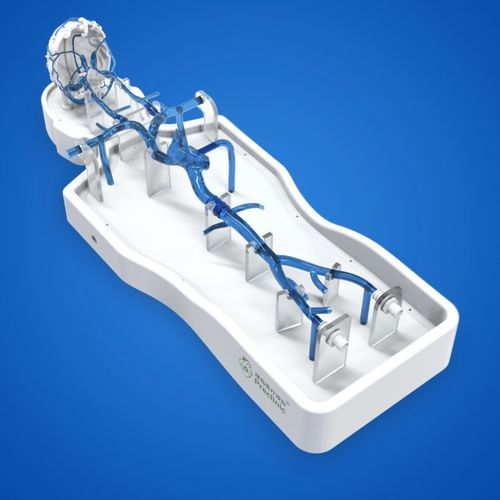 Blood vessels vascular model - PLSJXG002 - Shanghai Preclinic Medtech - brain / cerebral / femoral vein