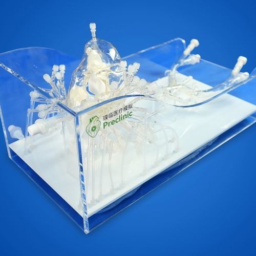 Pulmonary artery vascular model - PLXZXG006 - Shanghai Preclinic Medtech - iliac vein / respiratory system / vena cava